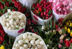 Bunga Tulip: Simbol Cinta, Harapan, dan Keanggunan yang Abadi