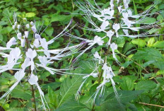 Atasi Penyakit Asam Urat dan Encok  dengan Daun Kumis Kucing