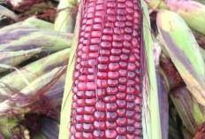 Jagung Ketan, Si Pulen yang Mulai Naik Daun di Dunia Kuliner Tradisional