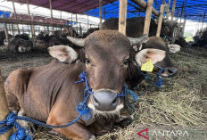 Turunkan Dokter Hewan Periksa Kesehatan Sapi Kurban