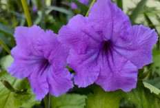 Obati Kencing Batu dengan Bunga Kencana Ungu