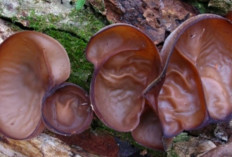 Cegah Penyakit Alzheimer dan  Anemia dengan Jamur Kuping