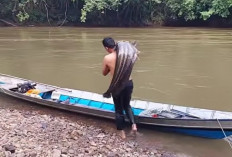 Ikan Tapah : Harta Karun Sungai Musi Sumatera Selatan yang Semakin Langka !