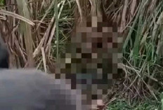 Warga Seribandung Geger, Mayat Wanita Diduga Hamil Ditemukan di Kebun Tebu