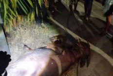 Polisi Lumpuhkan Dua Kerbau Kurban yang Lepas dan Mengamuk di Jalanan