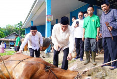 Bupati Muba Tinjau Penyembelihan Kurban di Sungai Angit, Dua Sapi Limosin Diserahkan untuk Warga