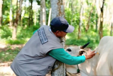 Diskannak OKU Timur Gencarkan Vaksinasi Cegah Penyakit Ternak