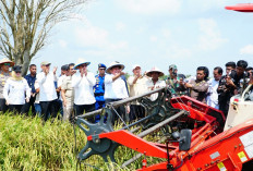 Gubernur Herman Deru Panen Raya Padi IP 200 di Banyuasin : Bukti Konsisten Petani dan Dukungan Pemprov Sumsel