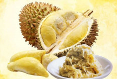 Tempoyak: Fermentasi Durian Khas Sumatera yang Unik dan Kaya Rasa