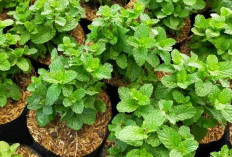 Rahasia Daun Mint: Manfaat Luar Biasa untuk Kesehatan dan Kecantikan