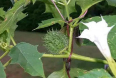 Obati Bisul, Asma, Rematik dan Eksim dengan Daun Kecubung
