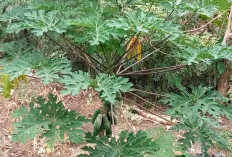 Dibalik Pahitnya Daun Pepaya Tersimpan Manfaat yang Manis untuk Kesehatan dan Perawatan Kecantikan Alami