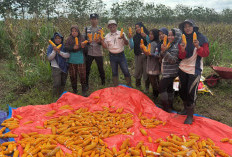 Sinergi Polsek Tanjung Raja dan PT. Roesli Taher Panen Jagung Dukung Ketahanan Pangan