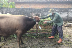 Dinas Pertanian OKU Periksa Kesehatan Hewan Kurban