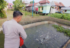 Budidaya Ikan Thailand di Lingkungan Polsek Pemulutan : Ternyata Ini Keunggulanya !