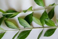 Jaga Kebersihan Area Kewanitaan dengan Daun Inai