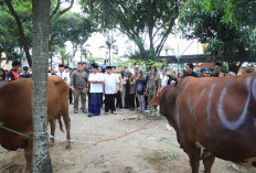 Kurban Tertib, Gubernur Herman Deru Apresiasi Gotong Royong Masyarakat