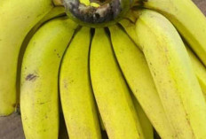 Pisang Ambon : Buah Manis Beraroma Harum yang Jadi Favorit Sepanjang Masa