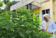 Inovasi Kebun “Tinggal Petik” di Mangga Besar Prabumulih, Solusi Cerdas di Tengah Keterbatasan Lahan