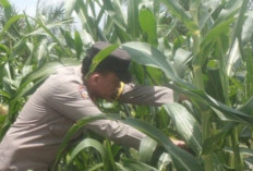 Jagung Tumbuh Subur, Ketahanan Pangan Nasional Menguat 