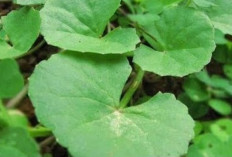 Atasi Gangguan Kecemasan dengan Daun Rendeng