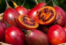 Manfaat Terong Belanda untuk Kesehatan: Buah Kaya Nutrisi yang Mulai Dilirik Masyarakat
