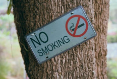 Bahaya Asap Rokok : Meningkatkan Risiko Kanker Paru 20 Kali Lipat, Simak Penjelasannya !