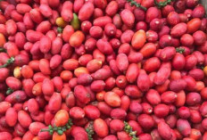 Buah Melinjo : Superfood Lokal yang Kaya Manfaat untuk Kesehatan dan Ekonomi