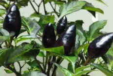  Jaga Kesehatan Jantung dengan Cabe Hitam