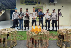 Polisi Bubarkan Sabung Ayam di Menang Raya