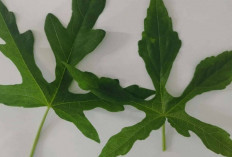 Cegah Sembelit dan Membersihkan Usus dengan Daun Gedi