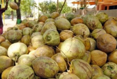  Pembangunan Pabrik CCO di Banyuasin Ditargetkan Groundbreaking Akhir 2025