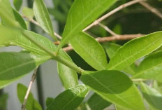 Obati Penyakit Kulit dan Gigitan Serangga Berbisa dengan Daun Inai