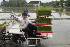 Antisipatif Potensi Dampak El Nino, Pemerintah Siasati Dengan Melakukan Ini!