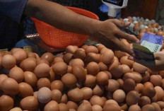 Harga Pangan 25 September 2024 : Kenaikan Telur Ayam Ras hingga Rp1.210 Menjadi Rp29.610 per Kilogram !