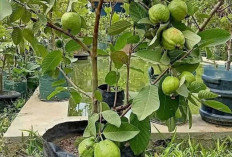 Beragam Jenis Jambu yang Menjadi Favorit di Pasar Indonesia
