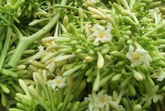 Tingkatkan Nafsu Makan dan Obati Maag dengan Bunga Pepaya