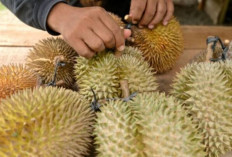 10 Tips Jitu Memilih Durian yang Harus Anda Ketahui Sebelum Membeli