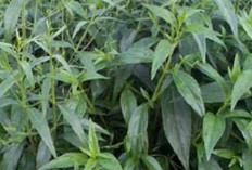 Obati Infeksi Saluran Pernapasan   Atas dengan Daun Hempedu Bumi