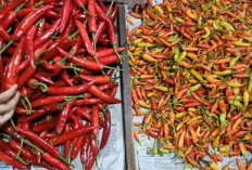 Harga Pangan 19 Agutus 2025: Cabai Rawit Rp41.587, Bawang Merah Rp44.815 per Kilogram ! 