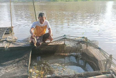 Sungai Surut, Ikan Toman di Kerambah Warga Kayuagung Asli Banyak Mati Mendadak