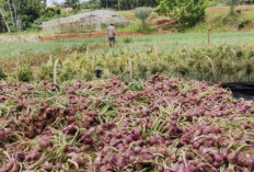 Petani Bawang Merah di OKU Mulai Panen