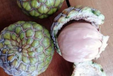 Cegah Anemia dan Tingkatkan Daya Tahan Otot dengan Buah Rumbia