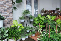 Obati Herpes dan Kutil dengan Tanaman Patah Tulang 