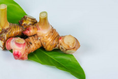 Atasi Rambut Kering dan Ketombe dengan Laos