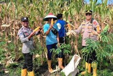  Polres OKU Panen 24 Ton Jagung di Lahan Binaan