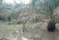 Kebun Sawit Warga Kembali Terendam : Dugaan Dampak Disposal PT RMKO !