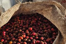 Mengenal Beragam Jenis Kopi: Dari Arabika hingga Liberika, Si Hitam yang Mendunia