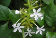 Obati Radang Sendi dan Reumatik dengan Daun Encok