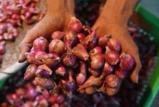 Harga Pangan 15 April 2025 : Bawang Merah Rp42.267/kg dan Cabai Rawit Rp73.733/kg !